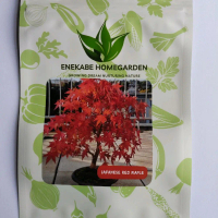 benih pohon maple asli bergaransi 1 minggu