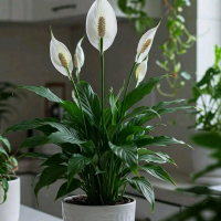 tanaman hias hidup peace lily bunga - tanaman sepatu filum bunga Daun