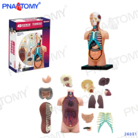 Human Torso Anatomical Model Skeleton Detachable DIY Educational Equipment With Manual 4D MASTER 32 PCS Body Anatomy