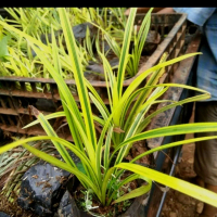 tanaman pandan kuning / pohon pandan kuning