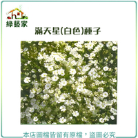 【綠藝家】H30.滿天星(白色，高60~90cm)種子0.1克(約60顆)