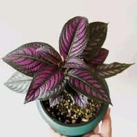 Tanaman hias keji beling daun ungu persian shield