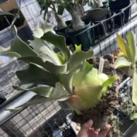 fsq vp#2の価格比較なら-2025年12月 | BigGo日本