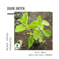 Tanaman Daun Jintan Putih - Jinten