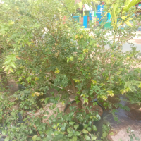 bibit anggur brazil batang besar