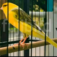 BURUNG KENARI F1 JADI GACORAN