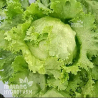 200 butir biji/benih selada head lettuce