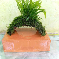 tanaman kadakab Java fern hiasan aquarium