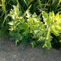daun dewa segar 250g cocok untuk ramuan herbal anda