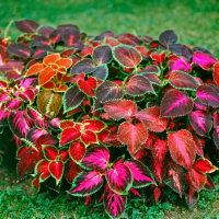 Coleus Rainbow Tanaman Miana Bibit Bunga Coleus