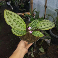 Tanaman Hias Calathea Merak Bunga Ungu - Tinggi 30cm - Kandang, Pupuk, Media, Npk, Pot