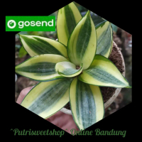Tanaman hias sensivera mini gold