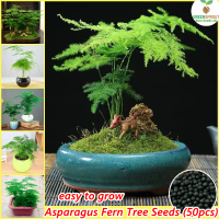 (50 Seeds/Pack) Asparagus Fern Tree Seed Bonsai Seeds for Planting Flowers Air Purifying Plant Everg