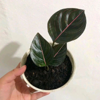 Tanaman Hias Aglonema Rotundum Aceh Hitam - Aglonema Rotundum Aceh Hitam by Cah Garden