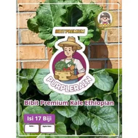 Bibit Premium Kale Ethiopian|Biji Benih Kale Ethiopia|Kale Etiopia
