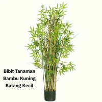 Bibit Tanaman Bambu Kuning Mini Rimbun Bambu Tanaman Hias Spesial Daun