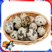 Telur puyuh 1 rak piring Organik