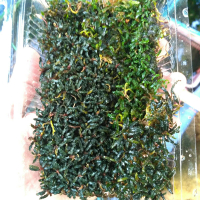 bucephalandra super mini Catherine per mika