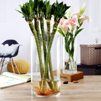 養富貴竹水晶玻璃透明碎植物種植塑料仿郵插花不易包水杯花瓶