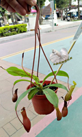 [ 3吋 活體小豬籠草盆栽 ]  食蟲植物3吋盆栽 可以捕捉小昆蟲 ~ 需光線充足+保濕的環境