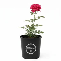 Tanaman Mawar Magie Mawar Wangi