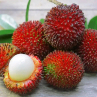 bibit rambutan rapiah hasil okulasi