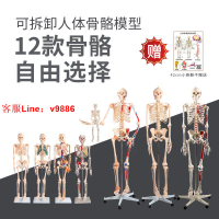 【最低價】【公司貨】85CM人體骨骼模型可拆卸肌肉解剖脊柱脊椎神經正骨醫用骨架骷髏人