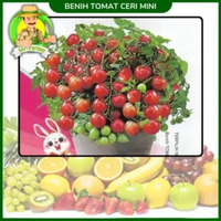 Benih Buah Buahan Semangka Strawberi Melon Labu Benih Bibit Murah Berkualitas Tomat Ceri Mini