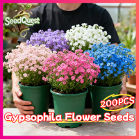 200pcs/pack Mixed Color Gypsophila Flowers Seeds for Planting and Gardening Legit Babys Breath Seeds
