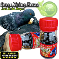 JAMU MERPATI CEPAT GIRING KERAS ISI 100 BUTIR obat cepat giring dalam 2 hari jamu ginseng teki rjb x