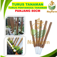 Turus Tanaman 80 cm Rambatan Penyangga Tanaman Menjalar Janda bolong, Sirih Cincau Sabut kelapa 80 c
