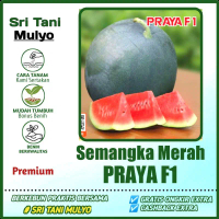5 Biji - Benih Semangka Merah PRAYA F1