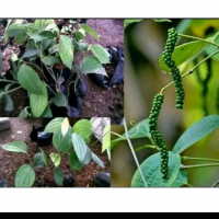 Jual Bibit Tanaman Merica Lada Hitam Rambat Rametuk01