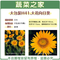 【蔬菜之家】H41.大花向日葵種子(共有2種包裝可選)