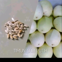Biji benih timun suri putih