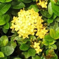 Soka Hawai Bunga Kuning Promo Beli 3 Gratis 1 Tumbuhan Hias Cantik dan Menarik Tanaman
