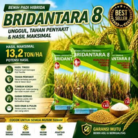 Benih Padi Hibrida Bridantara 8 – Unggul, Tahan Penyakit & Hasil Maksimal 13,2 Ton/Ha