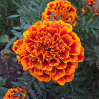 Assorted Colours French Marigold Flower Seeds for Sale (150 Seeds/pack) Flowering Plants Seed Indoor