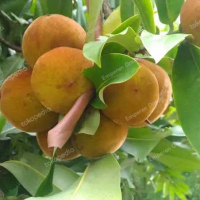 Bibit Buah Bisbul Bibit Buah Langka atau Buah Martabak Bibit Bisbul
