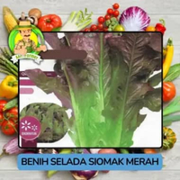 Jenis Benih Sayuran Selada Benih Sayuran Import Selada Siomak Merah