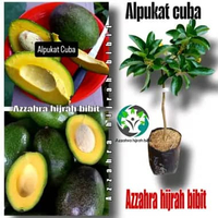BIBIT ALPUKAT CUBA/BIBIT TANAMAN ALPUKAT CUBA/SAMBUNG PUCUK/TABULAMPOT