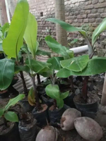 Bibit pisang merah
