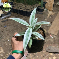 tanaman hias drasena variegata - dracena mint varigata vertical garden