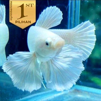 Cupang Plakat Platinum Dumbo Ear Ikan Hias Aquarium Tanaman Aquascape