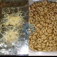GRINDAL WORM STARTER + DONUT Pakan Ukuran 200 ML