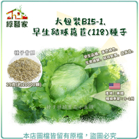 【綠藝家】大包裝B15-1.早生結球萵苣(118)種子25克(約20000顆)