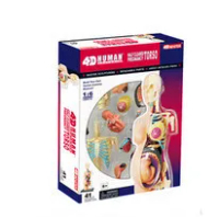 4D MASTER Human Anatomy Half Cleared Pregnancy Torso Anatomy Model 1 : 6 Consists of 41 Parts, Medical Science and Teaching Use