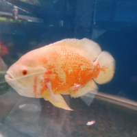 IKAN OSCAR ALBINO TIGER PREDATOR SIZE 20CM