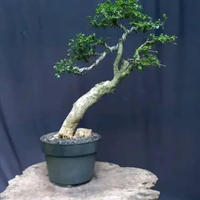 BONSAI POHON SERUT/STREBLUS ASPER