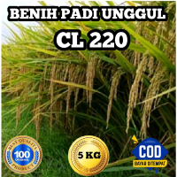 BENIH PADI UNGGUL CL 220 BERKUALITAS ORIGINAL KEMASAN 5KG Tanaman
